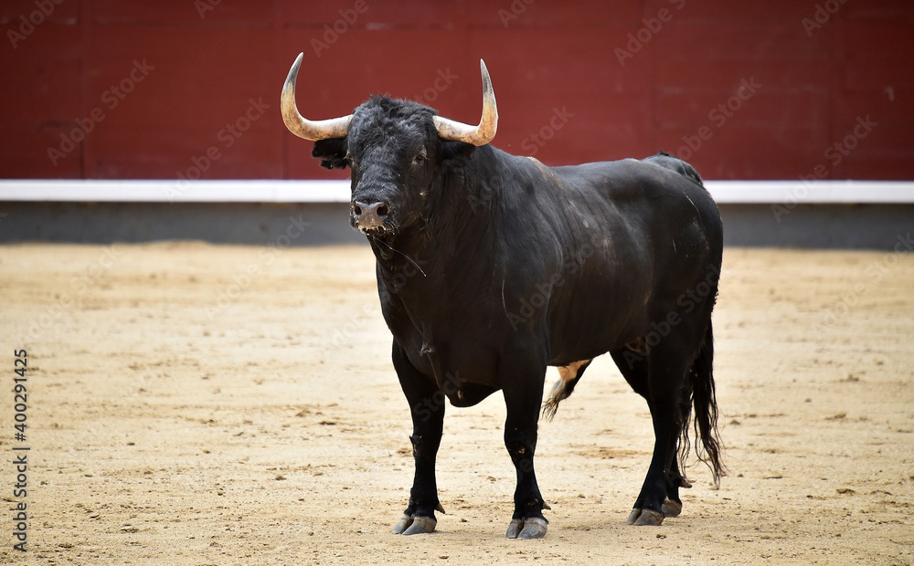 spanish bull with big horns on the spanish spectacle of bullfight spanish bull with big horns on the spanish spectacle of bullfight