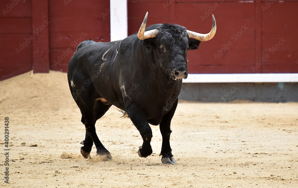 spanish bull with big horns on the spanish spectacle of bullfight spanish bull with big horns on the spanish spectacle of bullfight