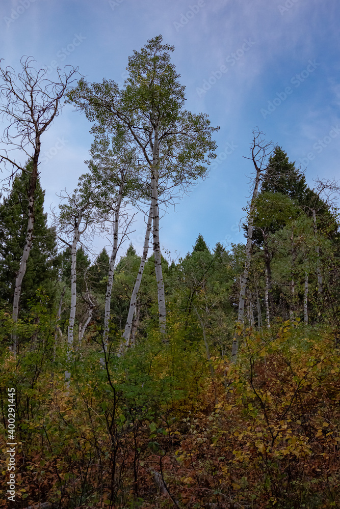 Bozeman Montana Kirk's Hill Hike Aspen Trees