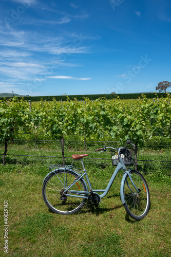 A bike next to a vineyard in Martinborough New Zealand