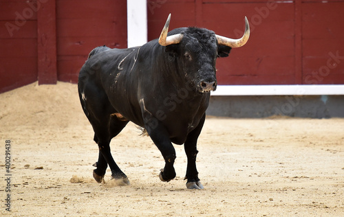 spanish bull with big horns on the spanish spectacle of bullfight