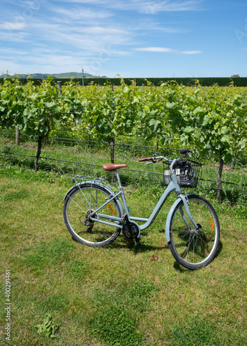 Obraz na płótnie A bike next to a vineyard in Martinborough New Zealand w salonie
