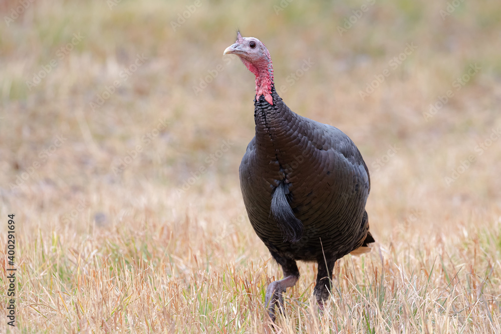 Fototapeta premium Portrait of a Turkey in a Field