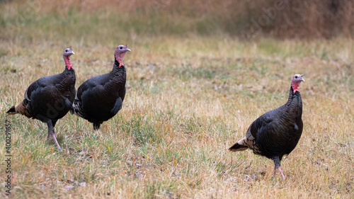Wild Turkeys in Bozeman Montana, Montana Birds, Turkey Sighting in 2020