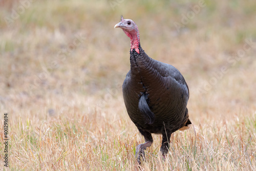 Portrait of a Turkey in a Field