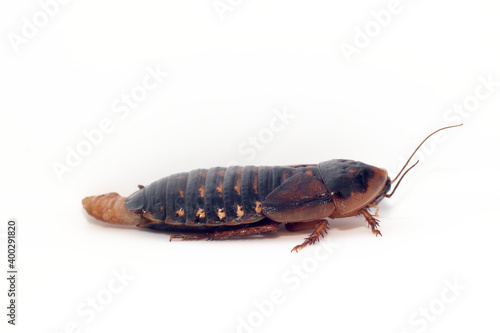 白背景の卵鞘の飛び出たゴキブリのメスの成虫(デュビア、アルゼンチンゴキブリ)