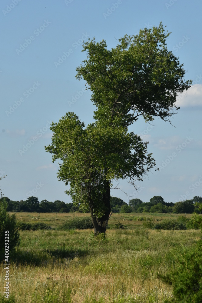 Obraz premium samotne drzewo