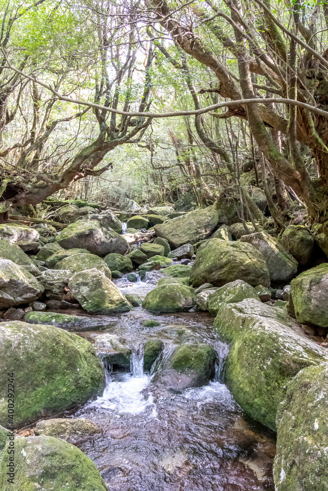 The Shiratani Unsuikyo Ravine in spring, Shiratani Unsuikyo on Yakushima is a lush, green nature park at kagoshima in Japan. The forest is covered in green, unique ground plants like ferns and mosses.