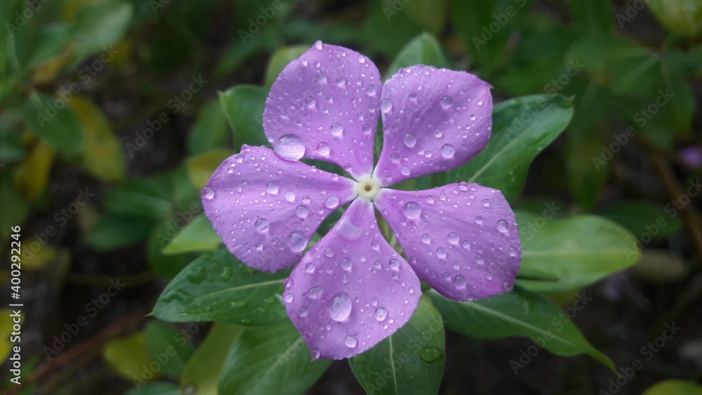 purple flower in the garden purple flower in the garden