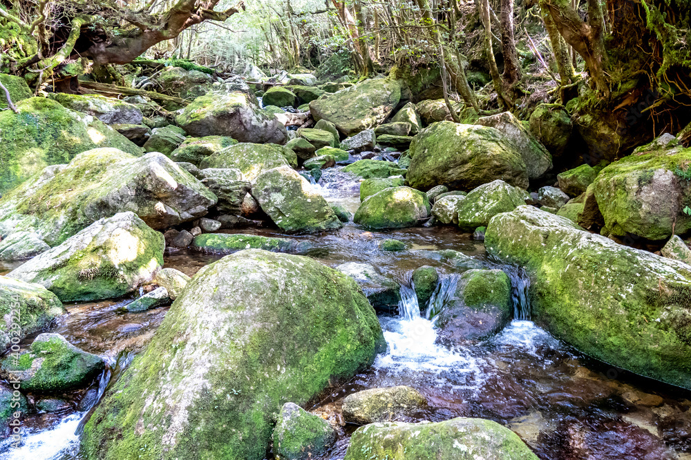 The Shiratani Unsuikyo Ravine in spring, Shiratani Unsuikyo on Yakushima is a lush, green nature park at kagoshima in Japan. The forest is covered in green, unique ground plants like ferns and mosses. The Shiratani Unsuikyo Ravine in spring, Shiratani Unsuikyo on Yakushima is a lush, green nature park at kagoshima in Japan. The forest is covered in green, unique ground plants like ferns and mosses.