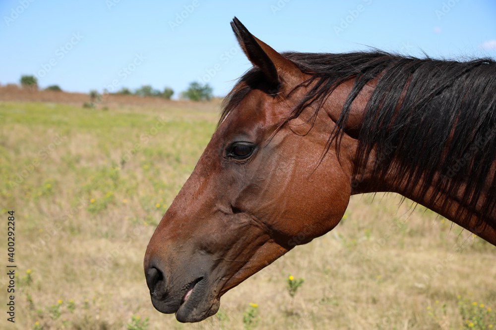 Obraz premium Chestnut horse outdoors on sunny day, closeup. Beautiful pet