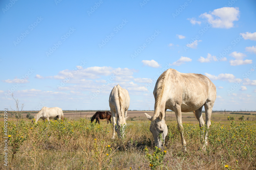 Grey horses grazing on green pasture. Beautiful pet