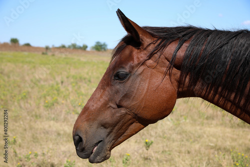 Chestnut horse outdoors on sunny day, closeup. Beautiful pet © New Africa