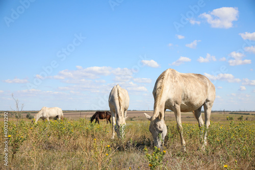 Grey horses grazing on green pasture. Beautiful pet © New Africa
