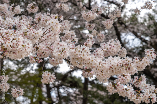 Weeping Yoshino cherry (Prunus x yedoensis Shidare Yoshino) in bloom with blue sky in background. photo