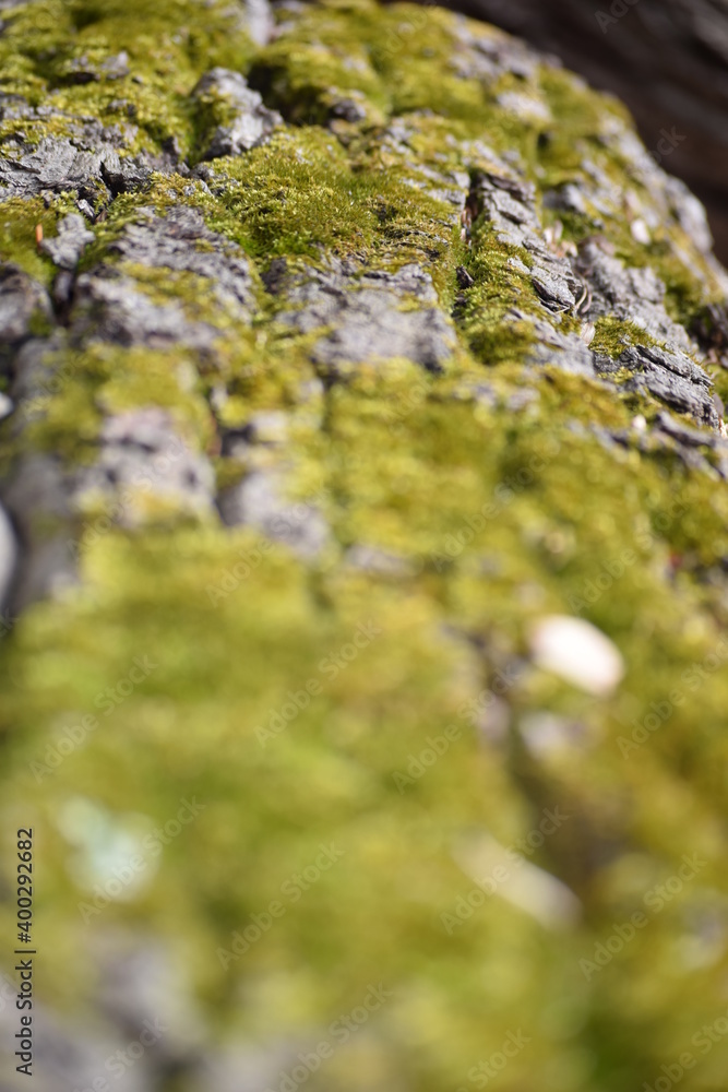 Closeup of mossy tree Closeup of mossy tree