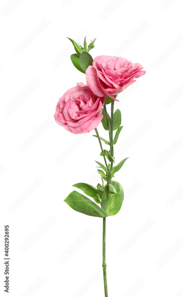 Fototapeta premium Beautiful fresh Eustoma flowers isolated on white