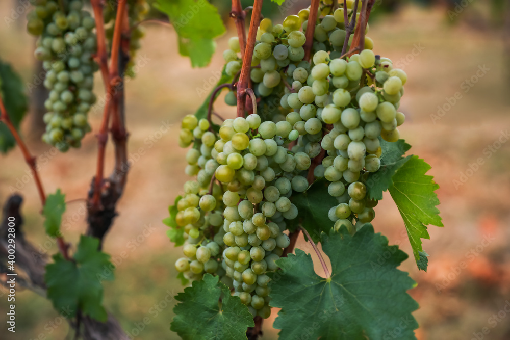 Bunch of ripe juicy grapes on branch in vineyard