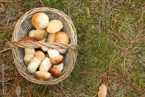 Basket full of fresh porcini mushrooms in forest, top view. Space for text