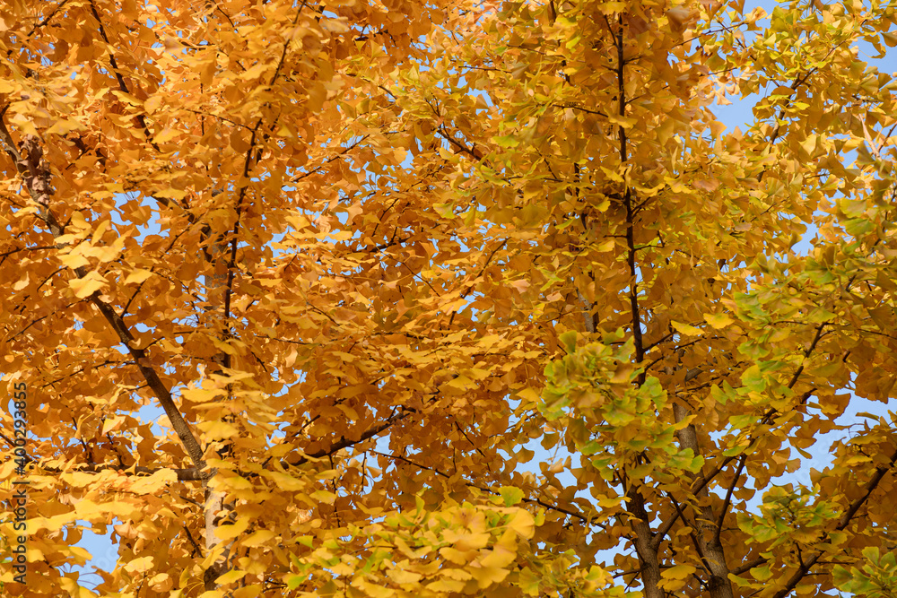 Beautiful and colorful collection of yellow leaves of Ginkgo biloba in autumn Beautiful and colorful collection of yellow leaves of Ginkgo biloba in autumn