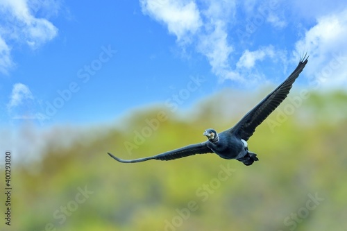 青空バックに悠然と飛ぶカワウ © Scott Mirror