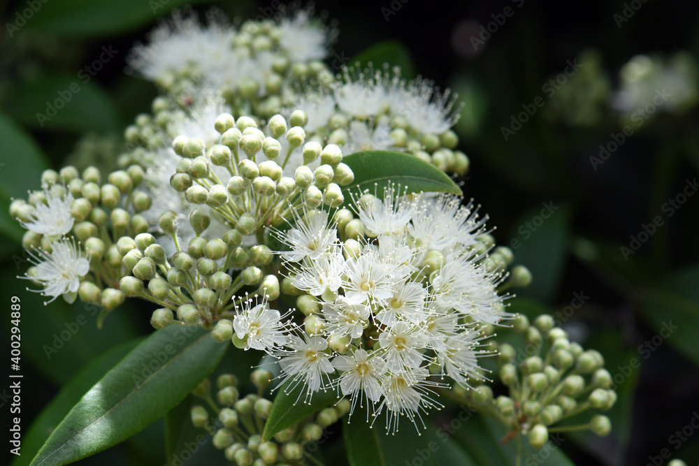 White flowers and buds of the Australian native Lemon Myrtle, Backhousia citriodora, family Myrtaceae. Endemic to coastal rainforest of New South Wales and Queensland. Lemon scented aromatic foliage White flowers and buds of the Australian native Lemon Myrtle, Backhousia citriodora, family Myrtaceae. Endemic to coastal rainforest of New South Wales and Queensland. Lemon scented aromatic foliage