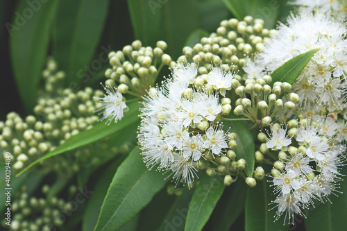 White flowers and buds of the Australian native Lemon Myrtle, Backhousia citriodora, family Myrtaceae. Endemic to coastal rainforest of New South Wales and Queensland. Lemon scented aromatic foliage photo