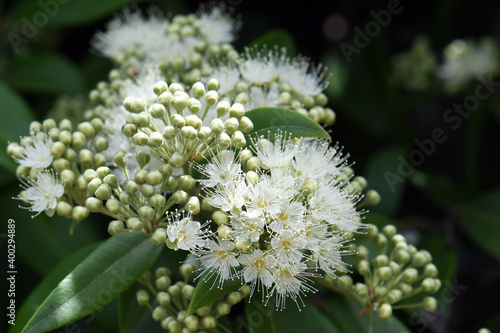 White flowers and buds of the Australian native Lemon Myrtle, Backhousia citriodora, family Myrtaceae. Endemic to coastal rainforest of New South Wales and Queensland. Lemon scented aromatic foliage photo