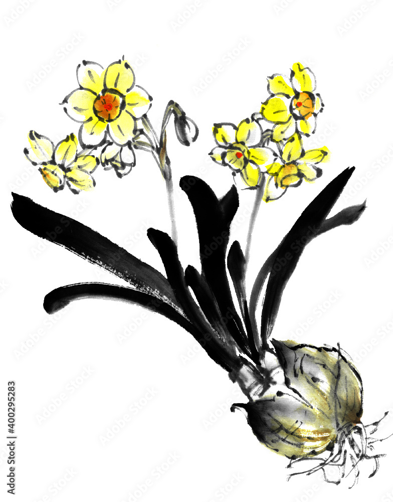 水仙球根 Stock Vector Adobe Stock