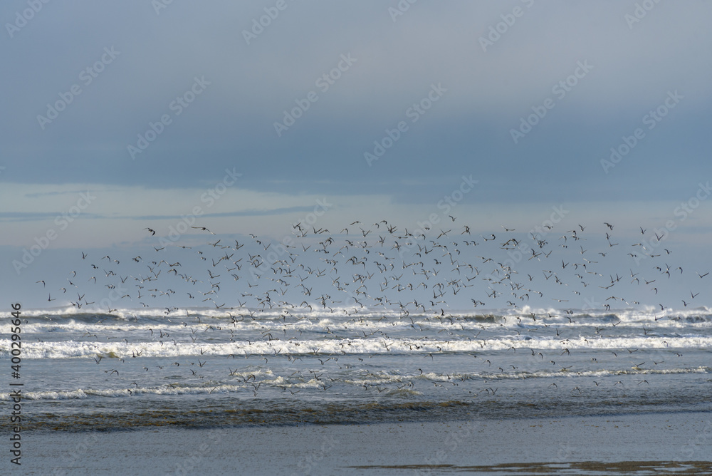 
Flock of shorebirds flying on a stormy day at Copalis Beach, Ocean Shores, Washington State
