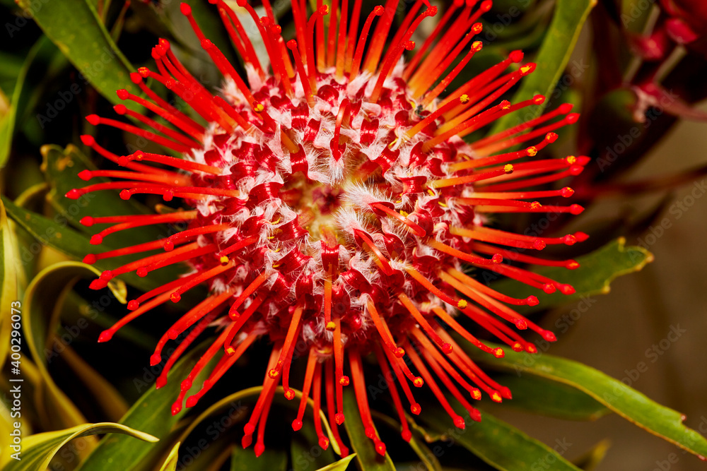 Close up of a Red Protea Flower Close up of a Red Protea Flower