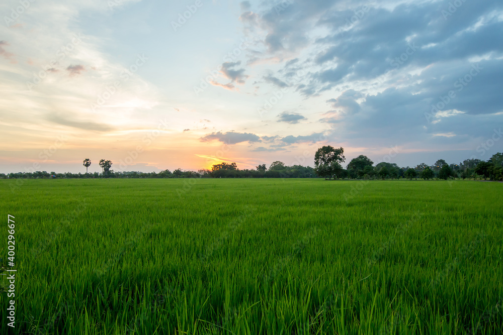 Paddy field at Nakhon Nayok in Thailand at sunset twilight time, Green field