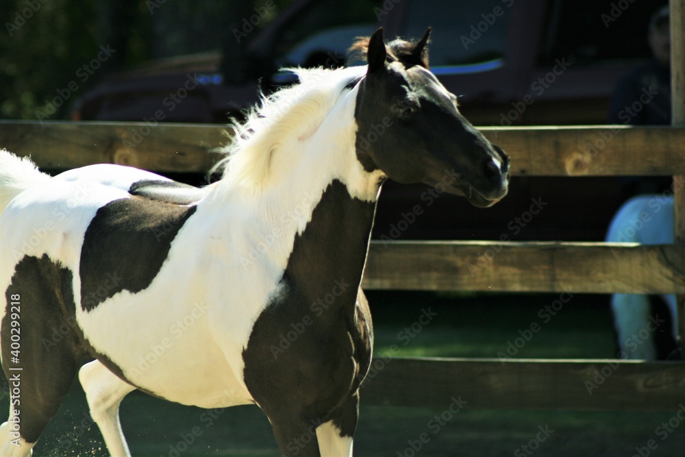 Obraz premium Pinto pony portrait
