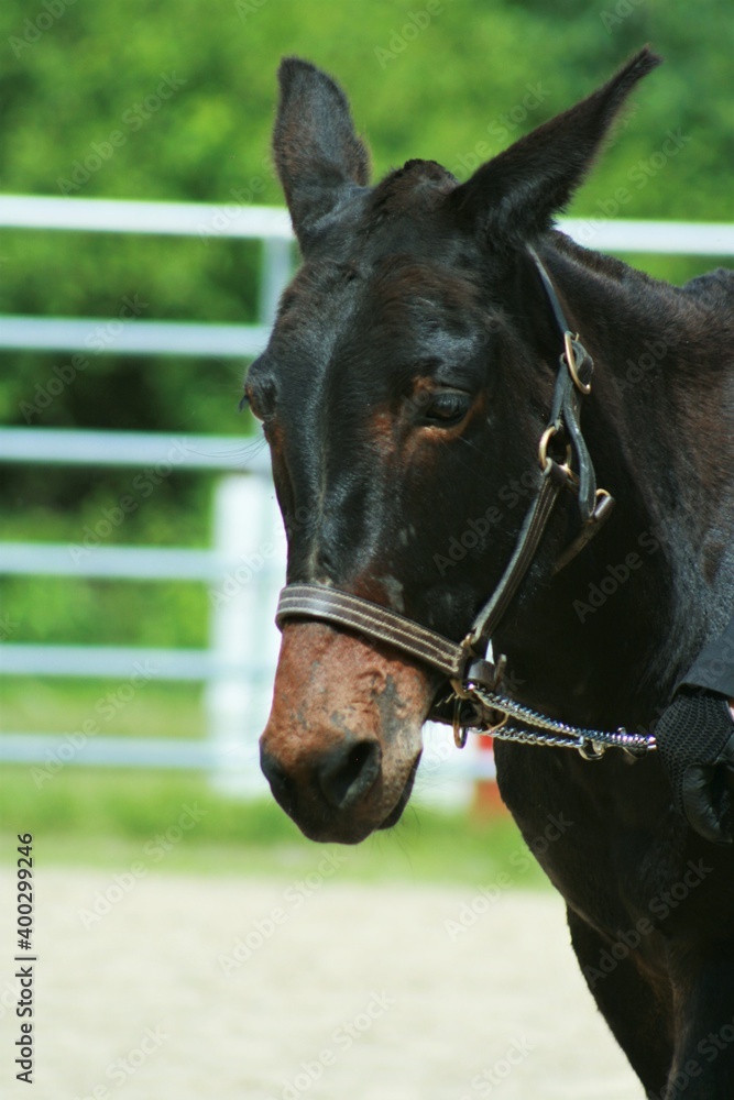 Fototapeta premium Driving mule