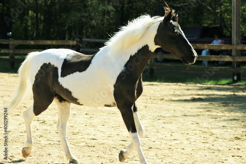 Pinto pony moving