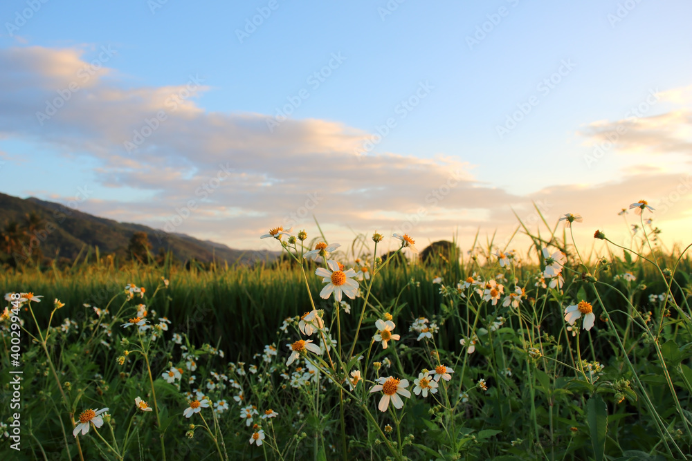 Obraz premium flower in the field against a beautiful sunset