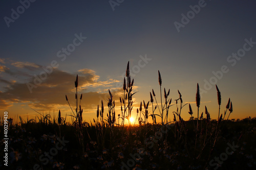 flower in the field against a beautiful sunset