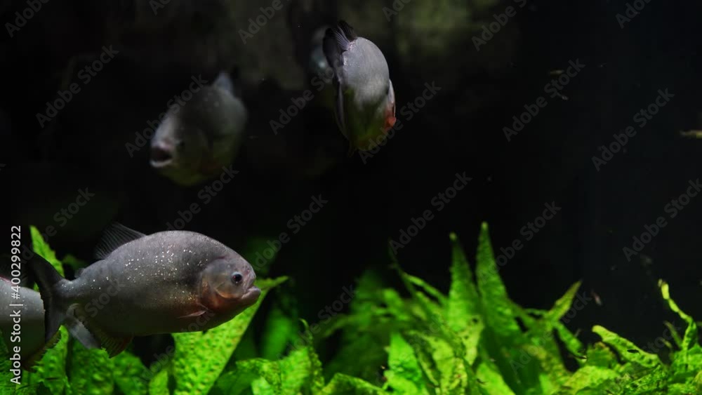Close up of piranha swim in river. Dangerous fish swimming in freshwater. Close up of piranha swim in river. Dangerous fish swimming in freshwater.