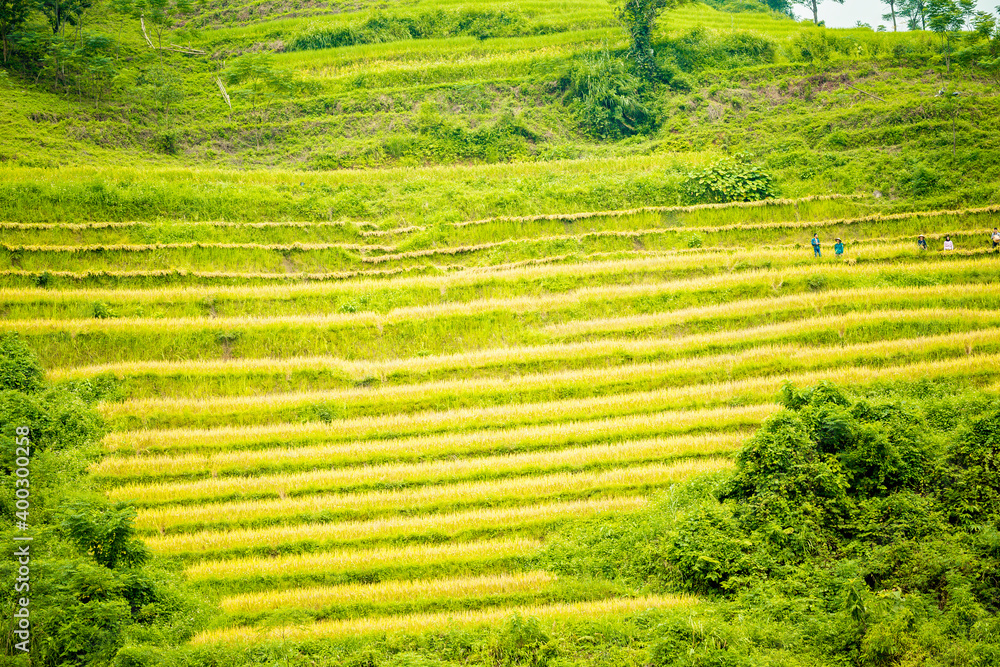 famers harvest rice on terraced field (rice field or paddy field ) at Luoc's village, Ha Giang province, Viet Nam. famers harvest rice on terraced field (rice field or paddy field ) at Luoc's village, Ha Giang province, Viet Nam.