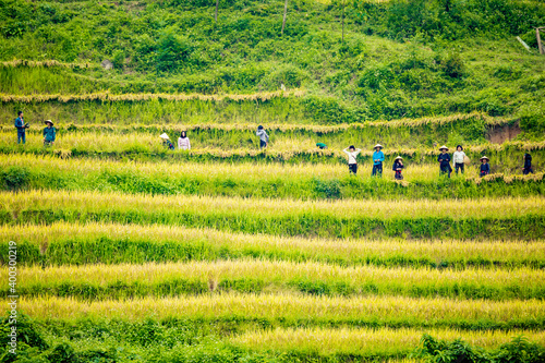 famers harvest rice on terraced field (rice field or paddy field ) at Luoc's village, Ha Giang province, Viet Nam. photo