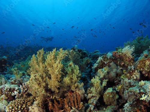 A scuba diver on a healthy and colorful coral reef in the Red Sea