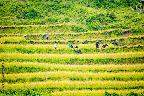 famers harvest rice on terraced field (rice field or paddy field ) at Luoc's village, Ha Giang province, Viet Nam. photo