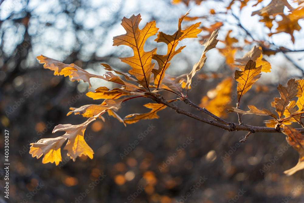 autumn leaves on a tree