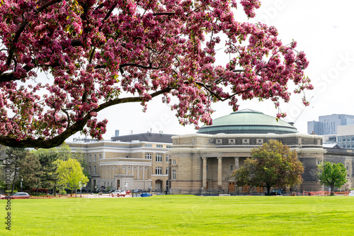 Photography Toronto, Canada - May 26, 2019: Flower tree branch with Convocation Hall at University of Toronto in background in spring