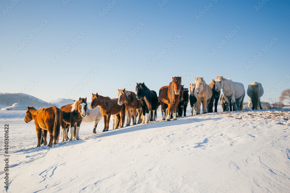 Horses running on the snow field in the morning