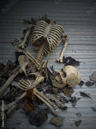 skull  halloween  human