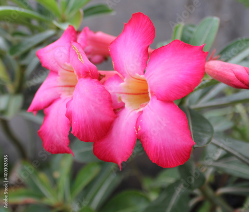 Adenium obesum is a poisonous species of flowering plant belonging to tribe Nerieae of subfamily Apocynoideae of the dogbane family, Apocynaceae. 

Adenium flower, family of apocynaceae.
