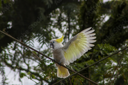 the cockatoo stands on the iron wire