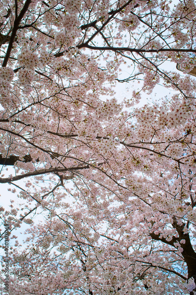 Obraz premium 桜 Cherry Blossom