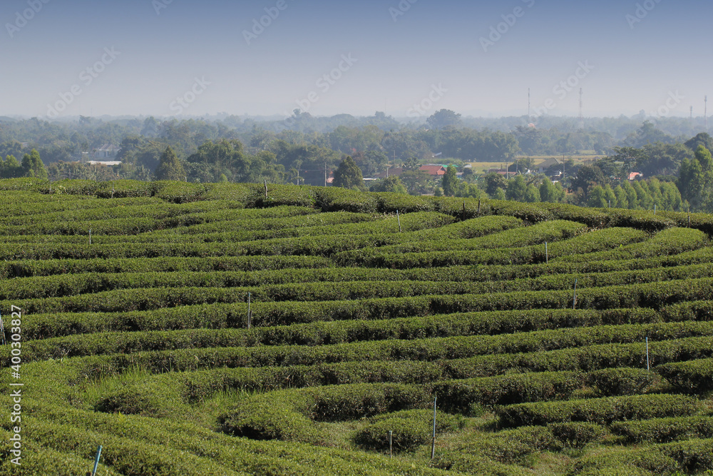 Step pattern on the hill of Tea Plantations farm, nature mountain backgrounds
